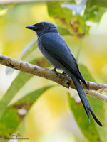 Ashy Drongo Scientific name - Dicrurus leucophaeus