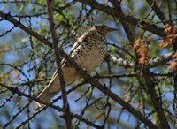 One of three Scaly Thrushes observed in Tsetserleg today.