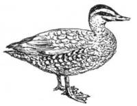 GREY DUCK, TOLOA (Anas superciliosa)