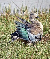 ...The handsome Blue-winged Goose is a near-threatened endemic of the Ethiopian and Eritrean highla