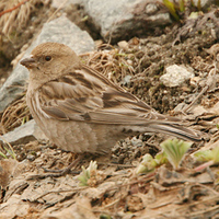 Plain Mountain Finch