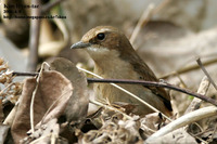 검은뺨딱새 Grey Bushchat (서산, 2006. 4. 8)