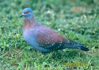 Photo of holub skvrnitý Columba guinea Speckled Pigeon Guineataube