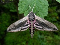 Liguster-sværmer (Sphinx ligustri) Foto/billede af