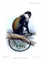 Joseph Smit Cercopithecus L'Hoesti
