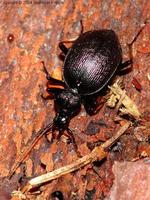 Cychrus attenuatus