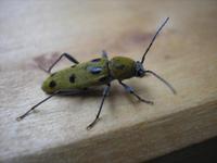 Chlorophorus pilosus glabromaculatus - Spotted Longicorn