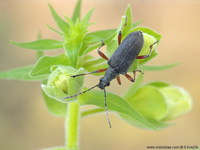 Evodinus clathratus var. nigritus