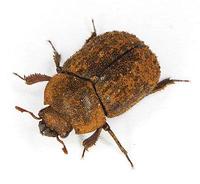 Aesalus scarabaeoides