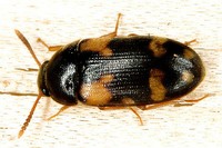 Mycetophagus piceus