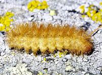 Spilosoma lutea - Buff Ermine