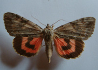 Catocala electa - Rosy Underwing