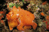 Antennarius nummifer, Spotfin frogfish: aquarium
