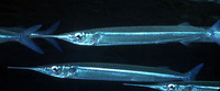 Hyporhamphus affinis, Tropical halfbeak: fisheries