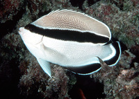 Apolemichthys arcuatus, Banded angelfish: aquarium