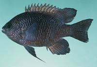 Neoglyphidodon carlsoni, Carlson's damsel: