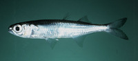 Atherinomorus insularum, Hawaiian Islands silverside: