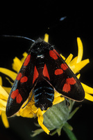 Zygaena filipendulae - Six-spot Blue