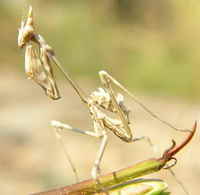 Empusa