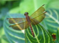 Neurothemis stigmatizans