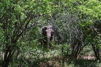 Image of: Elephas maximus (Asiatic elephant)