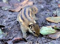 Image of: Tamiops swinhoei (Swinhoe's striped squirrel)