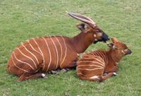 Image of: Tragelaphus eurycerus (bongo)