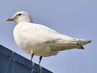 Pagophila eburnea - Ivory Gull