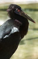 Ciconia abdimii - Abdim's Stork