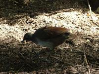 Menura novaehollandiae - Superb Lyrebird