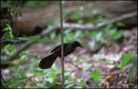 Quiscalus quiscula - Common Grackle