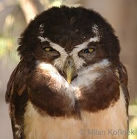 Pulsatrix perspicillata - Spectacled Owl