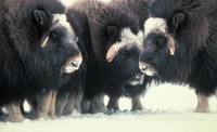 Ovibos moschatus - Musk Ox