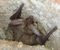 Plecotus auritus - Brown Big-eared Bat