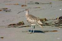 Image of: Numenius phaeopus (whimbrel)