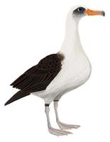 Image of: Phoebastria immutabilis (Laysan albatross)