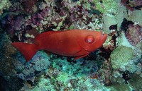 Priacanthus hamrur - Crescent Tail Bigeye