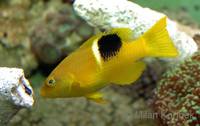Bodianus perditio - Golden-spot Hogfish