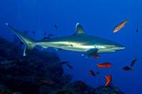 Image of: Carcharhinus albimarginatus (silvertip shark)