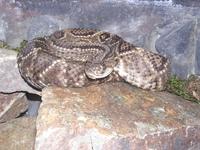 Crotalus durissus - Neotropical Rattlesnake