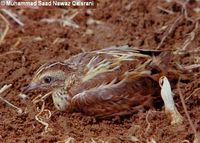 Small Buttonquail - Turnix sylvaticus