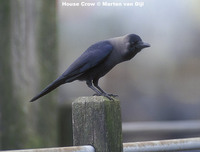 House Crow - Corvus splendens