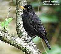 Blue Whistling Thrush - Myophonus caeruleus