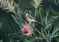 Little Wattlebird