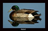 Mallard