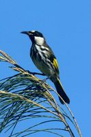 White cheeked Honeyeater