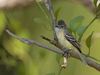 Southern Beardless-Tyrannulet (Camptostoma obsoletum) photo