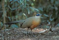 Giant Coua (Coua gigas) photo