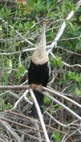 Anhinga - Anhinga anhinga