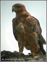 Tawny Eagle - Aquila rapax